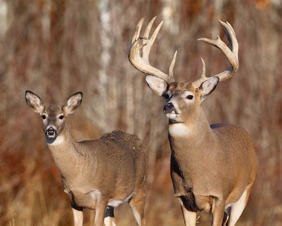 Two deer standing in a field